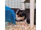 Adopt ALABAMA a Guinea Pig small animal in Las Vegas, NV (38661325)
