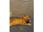 Adopt Ninja a Orange or Red (Mostly) American Shorthair / Mixed (short coat) cat