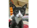 Adopt Sweets 50410 a Gray or Blue Domestic Shorthair / Domestic Shorthair /