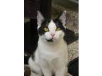 Adopt Hera 50268 a White Domestic Shorthair / Domestic Shorthair / Mixed cat in