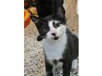 Adopt Booth 50411 a All Black Domestic Shorthair / Domestic Shorthair / Mixed