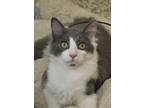 Adopt Dr. Facilier 49941 a Gray or Blue Domestic Longhair / Domestic Shorthair /