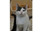 Adopt Bones 50409 a White Domestic Shorthair / Domestic Shorthair / Mixed cat in