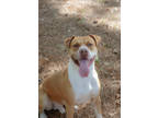 Adopt Cruz 50293 a Tan/Yellow/Fawn Mixed Breed (Large) / Mixed dog in Aiken