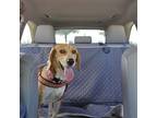 Adopt Brownie a Beagle