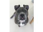 Adopt Oscar a Gray/Silver/Salt & Pepper - with White Pit Bull Terrier / Mixed