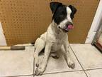 Adopt Charlie a White - with Black American Pit Bull Terrier / Labrador