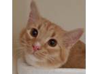 Adopt Mr. Lucy a Orange or Red Domestic Longhair / Mixed cat in Zanesville