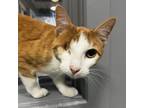 Adopt Sparrow a Orange or Red Domestic Shorthair / Mixed cat in Zanesville