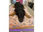 Adopt Dog Kennel #3 a Doberman Pinscher, Mixed Breed