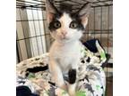 Adopt Zoboomafoo a White Domestic Shorthair / Mixed cat in Bentonville