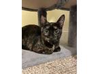 Adopt Xandra a Tortoiseshell Domestic Shorthair cat in Wake Forest