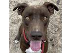 Adopt Virgil a Brown/Chocolate Mixed Breed (Medium) / Mixed dog in Las Cruces