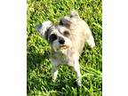 Adopt Olivia a Gray/Blue/Silver/Salt & Pepper Schnauzer (Miniature) / Mixed dog