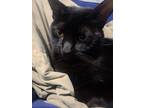 Adopt Alex a All Black Domestic Shorthair (short coat) cat in Fredericksburg