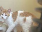 Adopt Draco a Orange or Red (Mostly) Tabby / Mixed (short coat) cat in North
