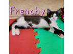 Adopt Frenchy a All Black Domestic Mediumhair / Mixed cat in Fayetteville