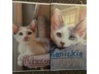 Adopt Rizzo and Kenicki a Calico or Dilute Calico Domestic Mediumhair / Mixed