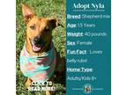 Adopt Nyla a Brown/Chocolate Shepherd (Unknown Type) / Mixed Breed (Medium) /