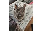 Adopt Greyson a Gray or Blue British Shorthair / Mixed (medium coat) cat in