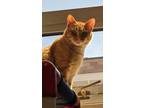 Adopt Kagome a Orange or Red Domestic Shorthair / Domestic Shorthair / Mixed cat
