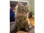 Adopt Chiquis a Tiger Striped Domestic Longhair / Mixed (long coat) cat in
