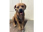 Adopt Dakota a Brown/Chocolate Boxer dog in Opelousas, LA (38750386)