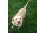 Adopt Daisy a Tan/Yellow/Fawn Labrador Retriever / Mixed dog in Columbus