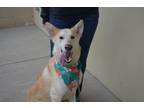 Adopt Larkspur a Husky, Shepherd