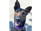 Adopt Leroy a Tricolor (Tan/Brown & Black & White) Doberman Pinscher / Belgian