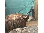 Adopt Goldie a Turtle - Water reptile, amphibian, and/or fish in Philadelphia