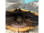 Adopt Turbo a Turtle - Water reptile, amphibian, and/or fish in Philadelphia
