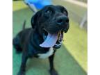 Adopt Edgar a Black Labrador Retriever / Mixed dog in Lakeland, FL (38838506)