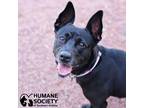 Adopt BLACKBERRY a Black Australian Kelpie / Mixed dog in Tucson, AZ (38916090)