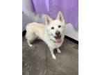 Adopt Mia a Siberian Husky