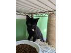 Adopt Hex a All Black Domestic Shorthair / Domestic Shorthair / Mixed cat in