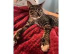 Adopt Dale Earnhardt Jr a Gray, Blue or Silver Tabby American Shorthair / Mixed