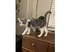Adopt Alexandria's Peter a White (Mostly) Domestic Shorthair / Mixed (short