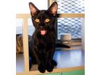 Adopt Dylan a All Black Domestic Shorthair (short coat) cat in Phoenix