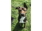 Adopt Swish a Brown/Chocolate German Shepherd Dog / Mixed dog in South Abington