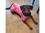 Adopt Callie a Black Mixed Breed (Medium) / Mixed dog in Memphis, TN (38841247)