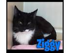 Adopt Ziggy a Domestic Short Hair