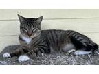 Adopt Soul a Gray or Blue Domestic Shorthair / Domestic Shorthair / Mixed cat in