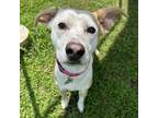 Adopt Vicky a White - with Tan, Yellow or Fawn Mixed Breed (Medium) / Mixed dog