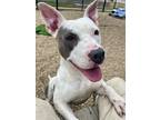 Adopt Freckles a White American Pit Bull Terrier / Mixed dog in Chesapeake