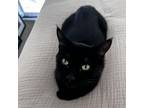 Adopt Licorice a Domestic Short Hair