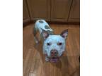 Adopt Luna a Tan/Yellow/Fawn - with White Pit Bull Terrier / Mixed dog in