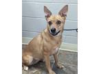 Adopt Biscuit a Tan/Yellow/Fawn Jack Russell Terrier / Mixed dog in Parsons