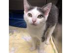 Adopt Bennett a Gray or Blue Domestic Shorthair / Mixed cat in Los Angeles