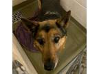 Adopt 19371 a German Shepherd Dog